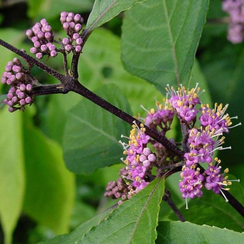 Callicarpa bodinieri var. giraldii Profusion (Foliage)