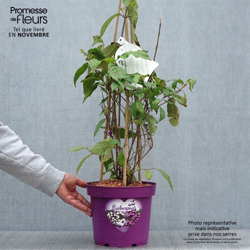 Callicarpa bodinieri Liebespaar 7.5L/10L pot sample as delivered in autumn