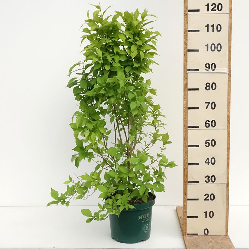 Callicarpa bodinieri Magical Snowqueen 7.5L/10L pot sample as delivered in spring