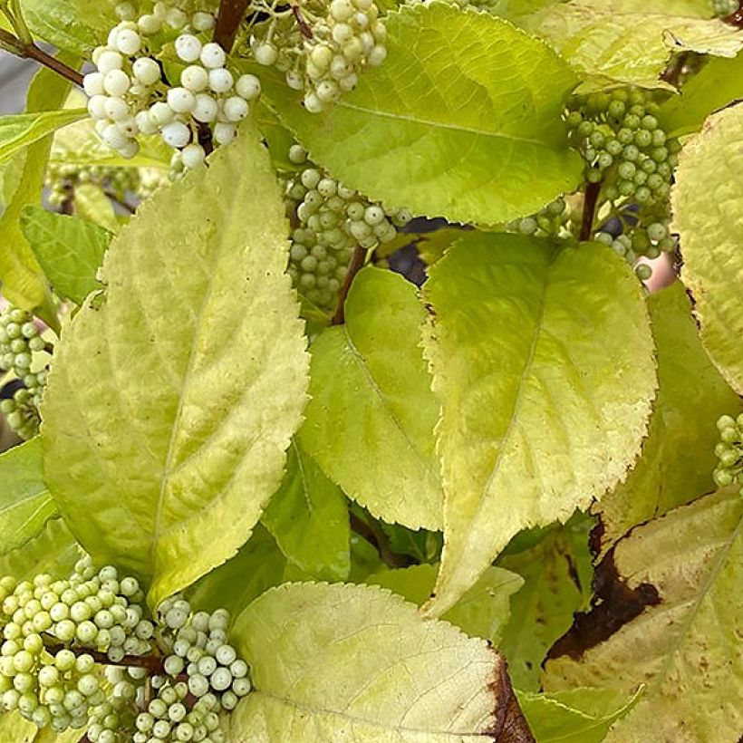 Callicarpa bodinieri Magical Snowstar Kolmsnostar (Foliage)