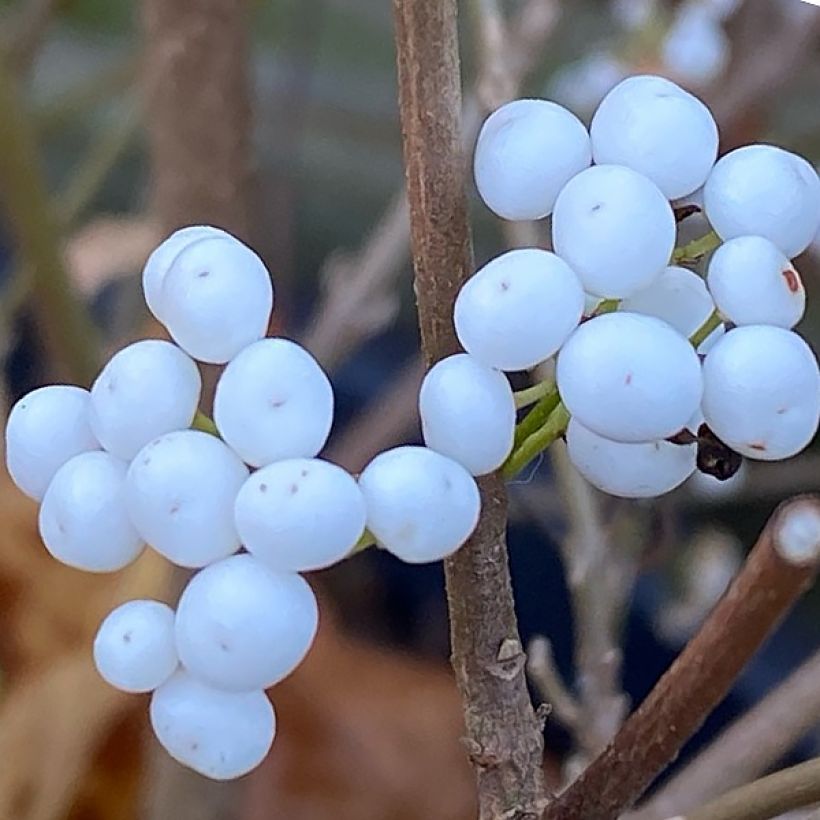 Callicarpa bodinieri Magical Snowstar Kolmsnostar (Harvest)