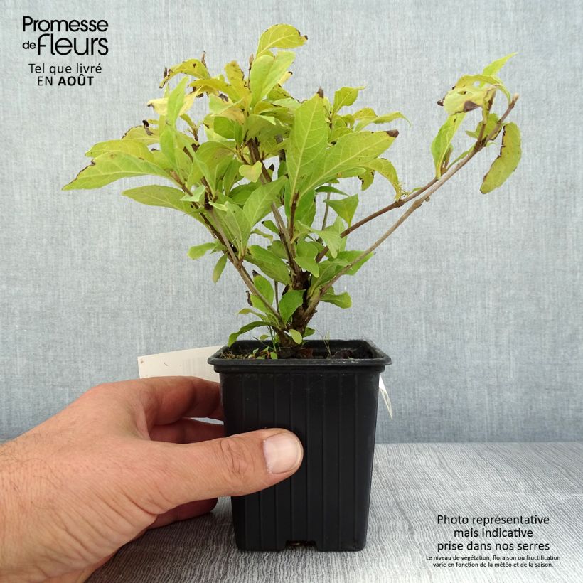 Callicarpa bodinieri Magical Snowstar Kolmsnostar 8/9 cm pot sample as delivered in summer