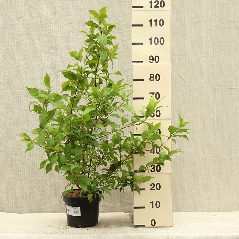 Callicarpa bodinieri Magical Snowstar Kolmsnostar 3L/4L pot sample as delivered in summer