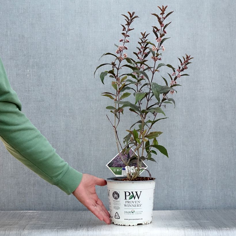 Callicarpa bodinieri Pearl Glam 3L/4L pot sample as delivered in summer