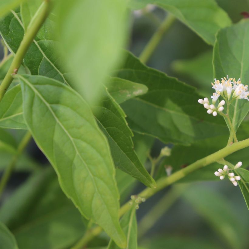 Callicarpa dichotoma Albibacca (Foliage)