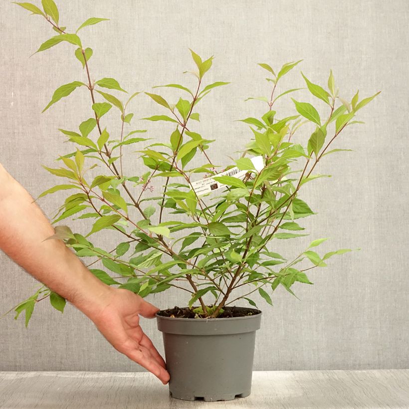 Callicarpa dichotoma Cardinal 2L/3L pot sample as delivered in summer