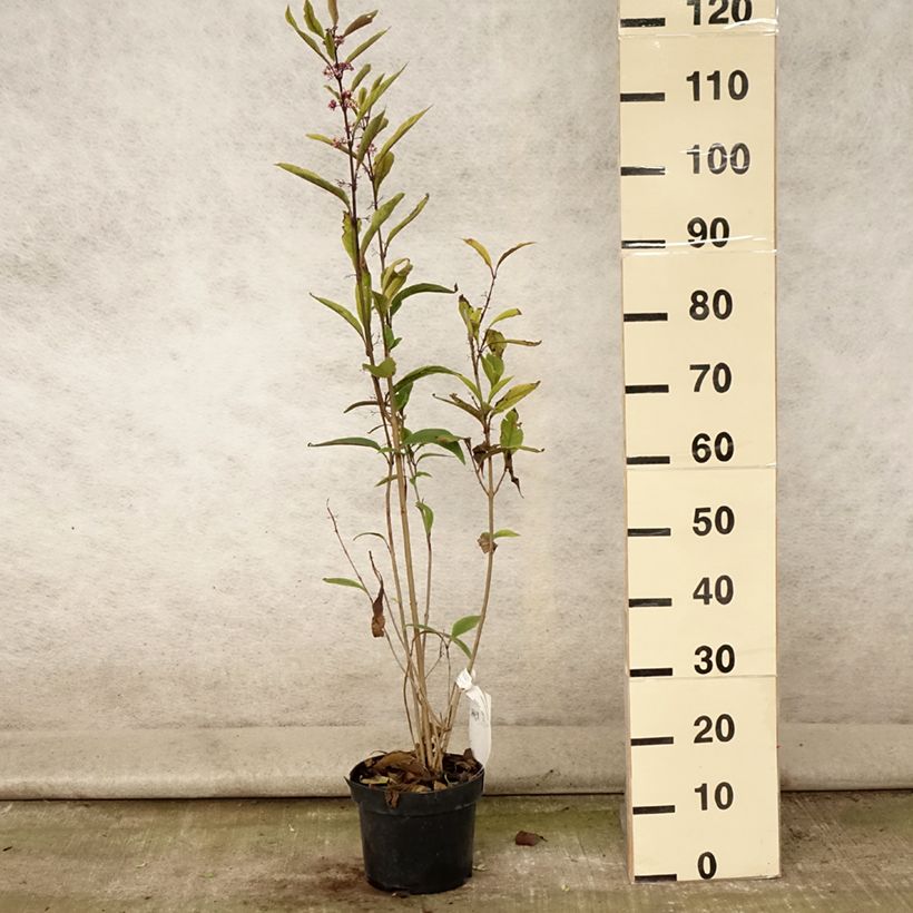 Callicarpa kwangtungensis 2L/3L pot sample as delivered in summer