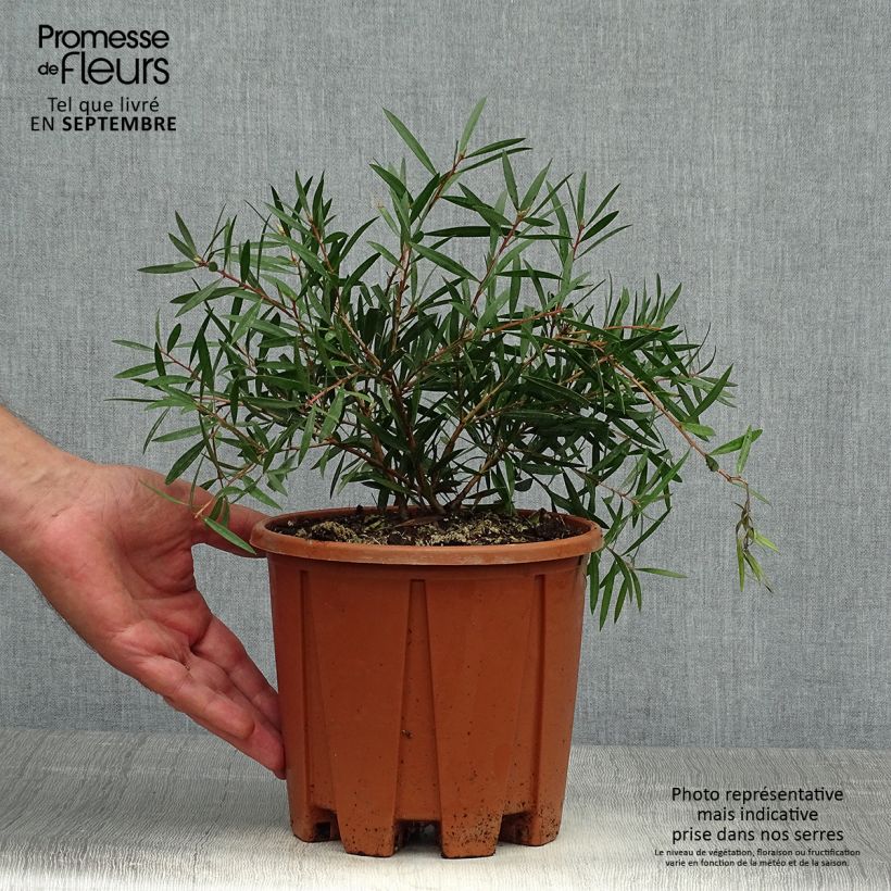 Callistemon citrinus Burgundy - Bottlebrush 3L/4L pot sample as delivered in autumn