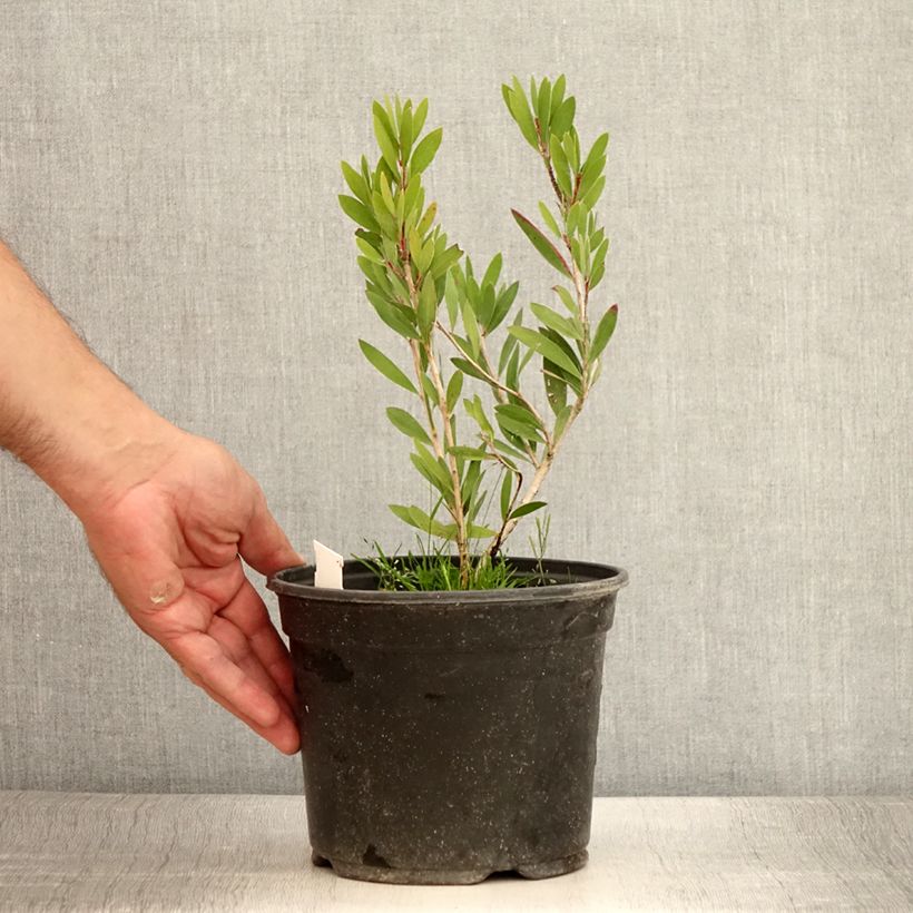 Callistemon viminalis Inferno - Bottlebrush 3L/4L pot sample as delivered in summer