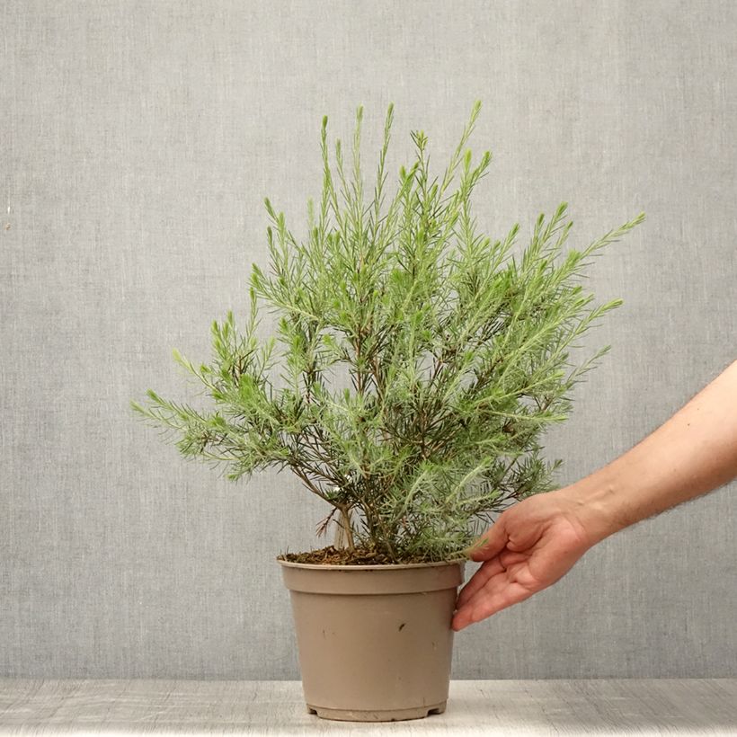 Callistemon pityoides Widdicombe Gem - Bottlebrush 4L/5L pot sample as delivered in summer