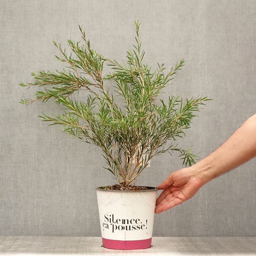Callistemon rigidus - Bottlebrush 4L/5L pot sample as delivered in summer