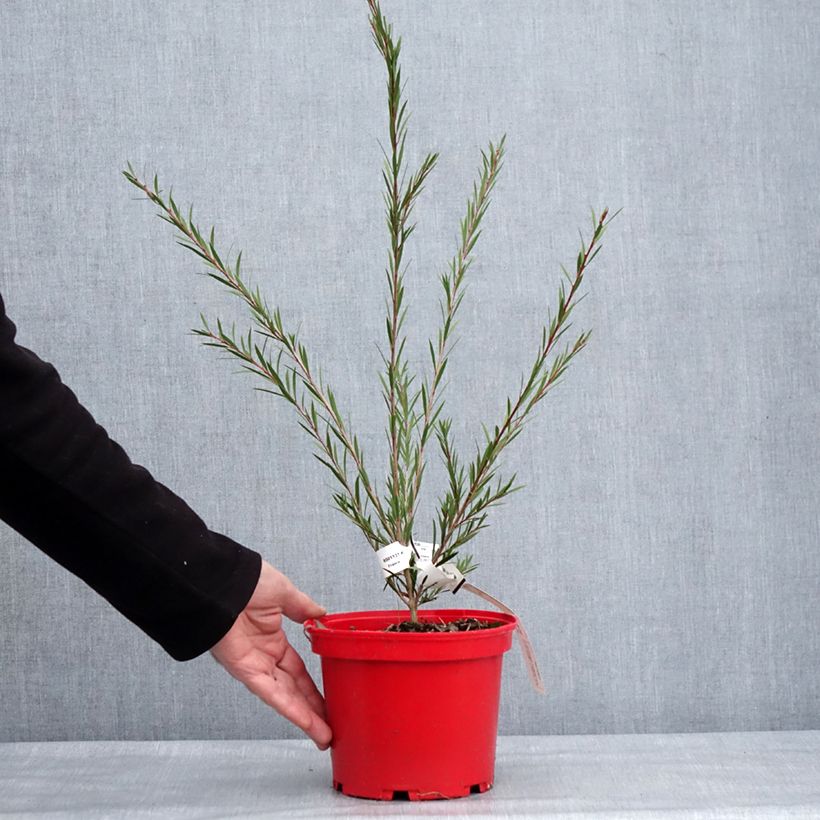 Callistemon Woodlanders Hardy 3L/4L pot sample as delivered in winter