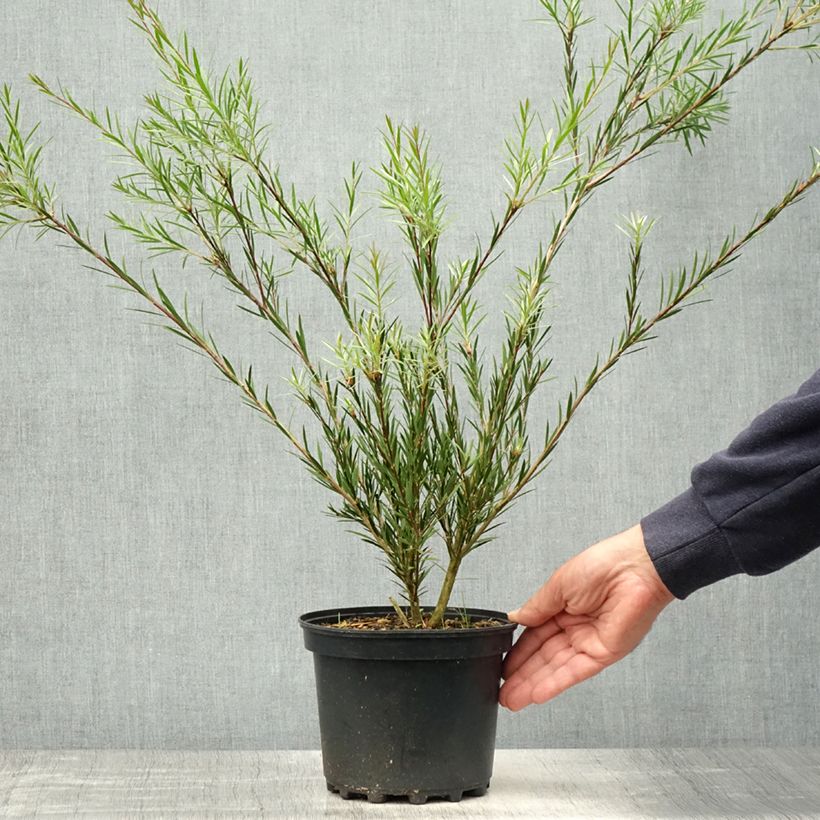 Callistemon Woodlanders Hardy 3L/4L pot sample as delivered in spring