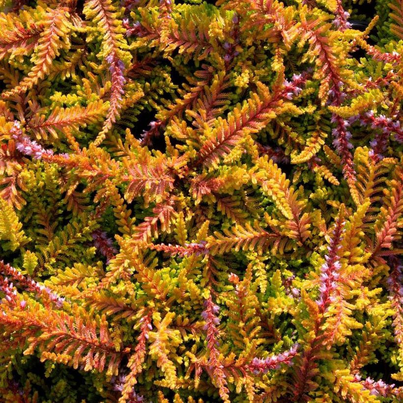 Calluna vulgaris Wickwar Flame - Heather (Flowering)