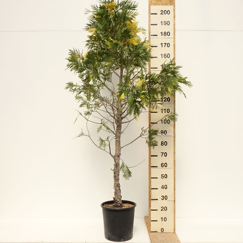 Calocedrus decurrens Aureovariegata - California incense cedar 18L/20L pot sample as delivered in spring