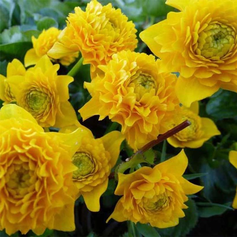 Caltha palustris Plena (Flowering)