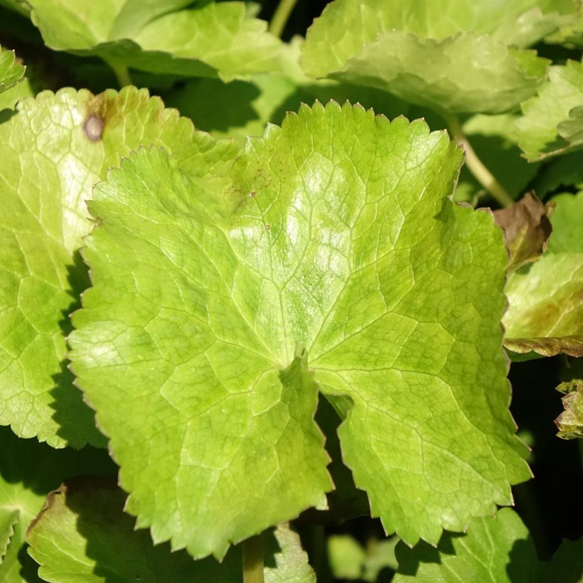 Caltha palustris var. alba (Foliage)