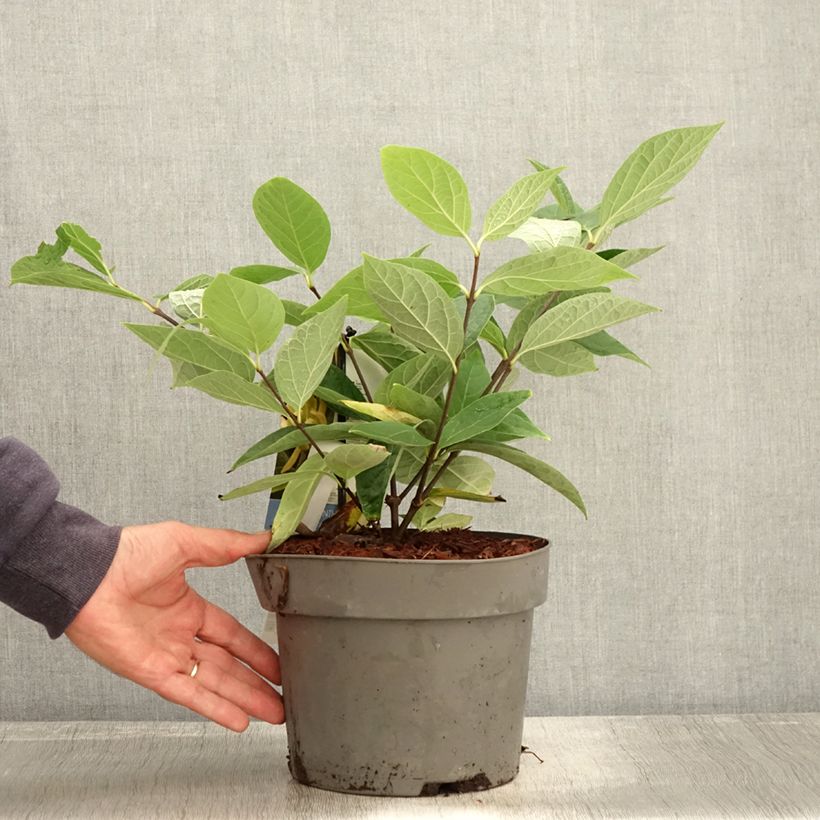 Calycanthus floridus Athens - Sweetshrub 3L/4L pot sample as delivered in autumn