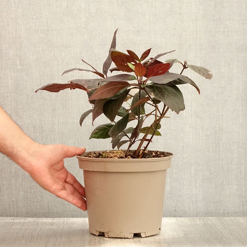 Calycanthus floridus var. purpureus Burgundy Spice- Sweetshrub 4L/5L pot sample as delivered in summer