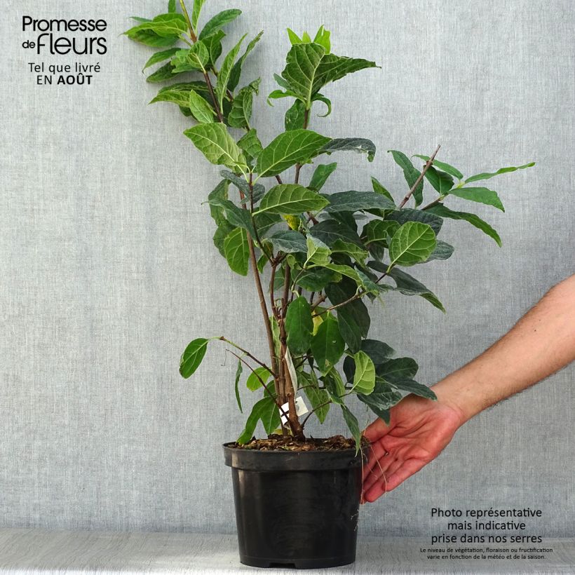 Calycanthus floridus Michael Lindsay- Sweetshrub 4L/5L pot sample as delivered in summer