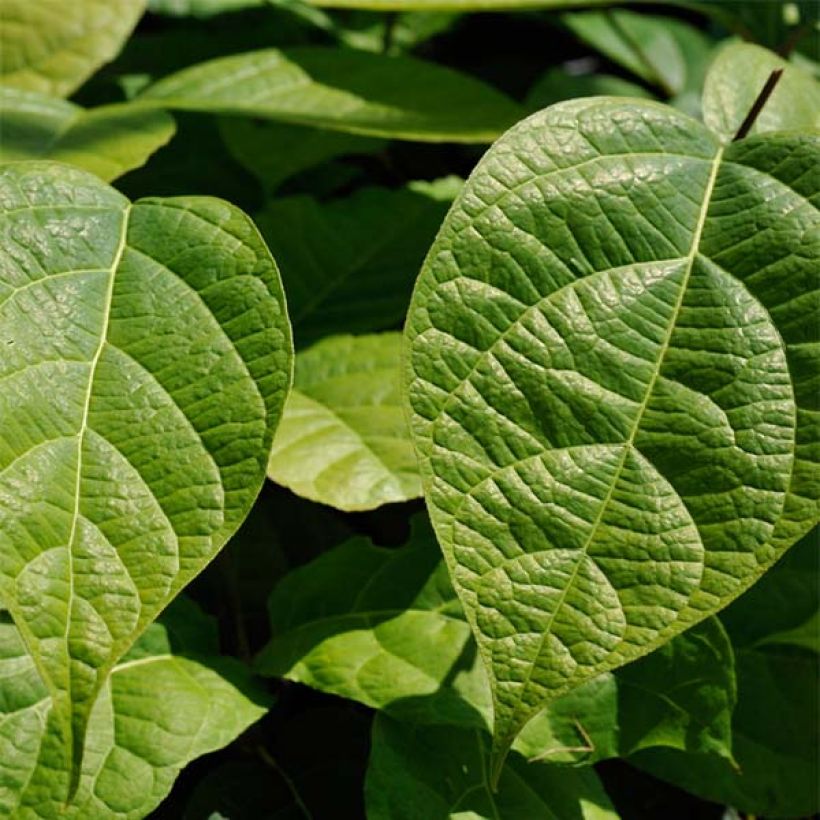 Calycanthus raulstonii Hartlage Wine- Sweetshrub (Foliage)