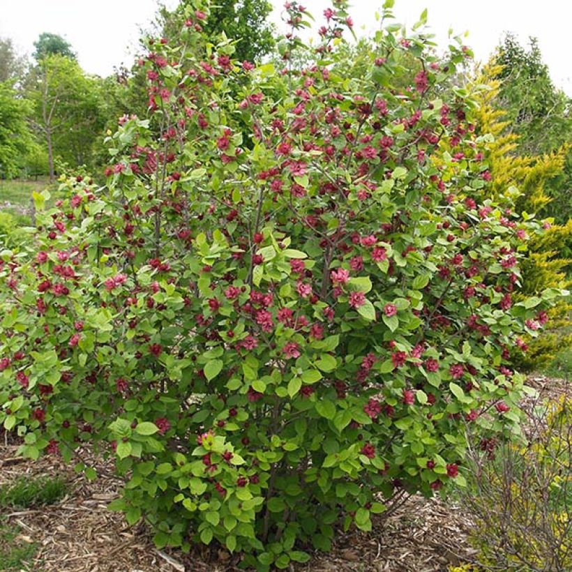 Calycanthus raulstonii Hartlage Wine- Sweetshrub (Plant habit)