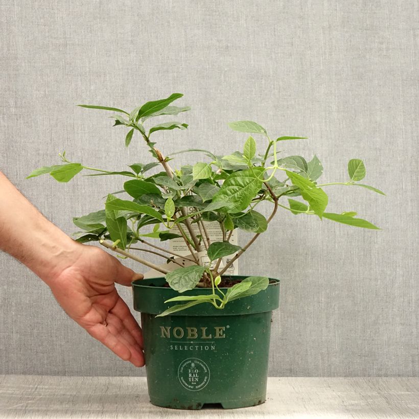 Calycanthus Venus- Sweetshrub 3L/4L pot sample as delivered in summer