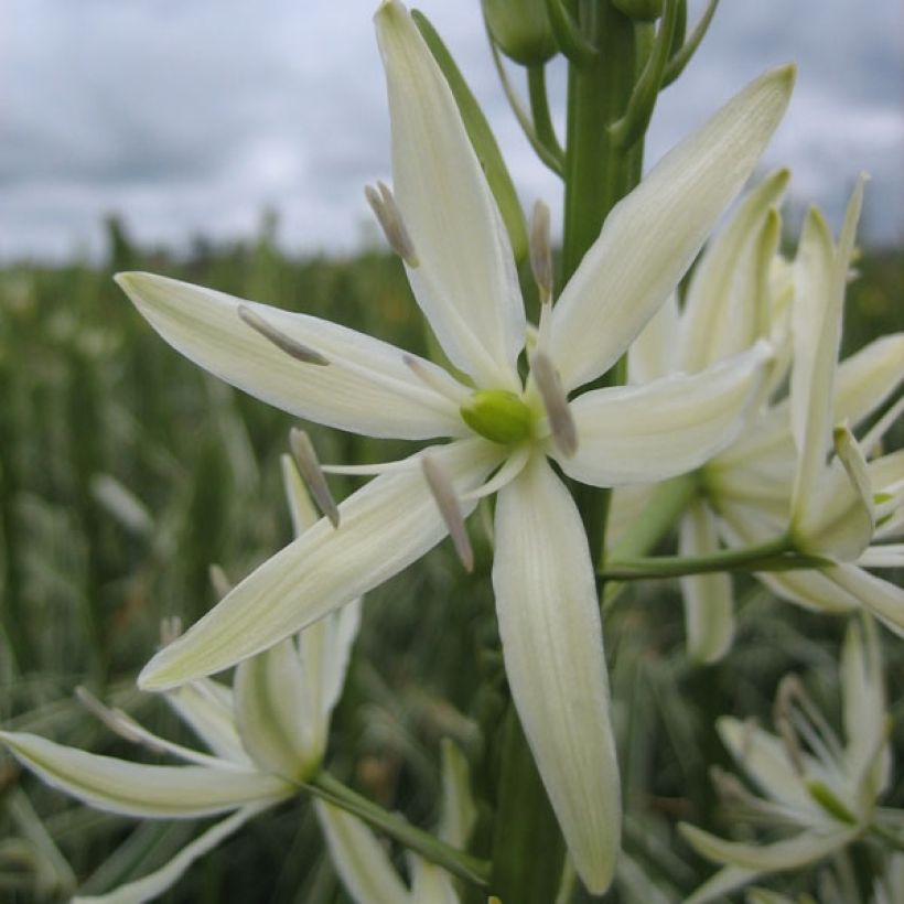 Camassia leichtlinii Sacajawea (Flowering)