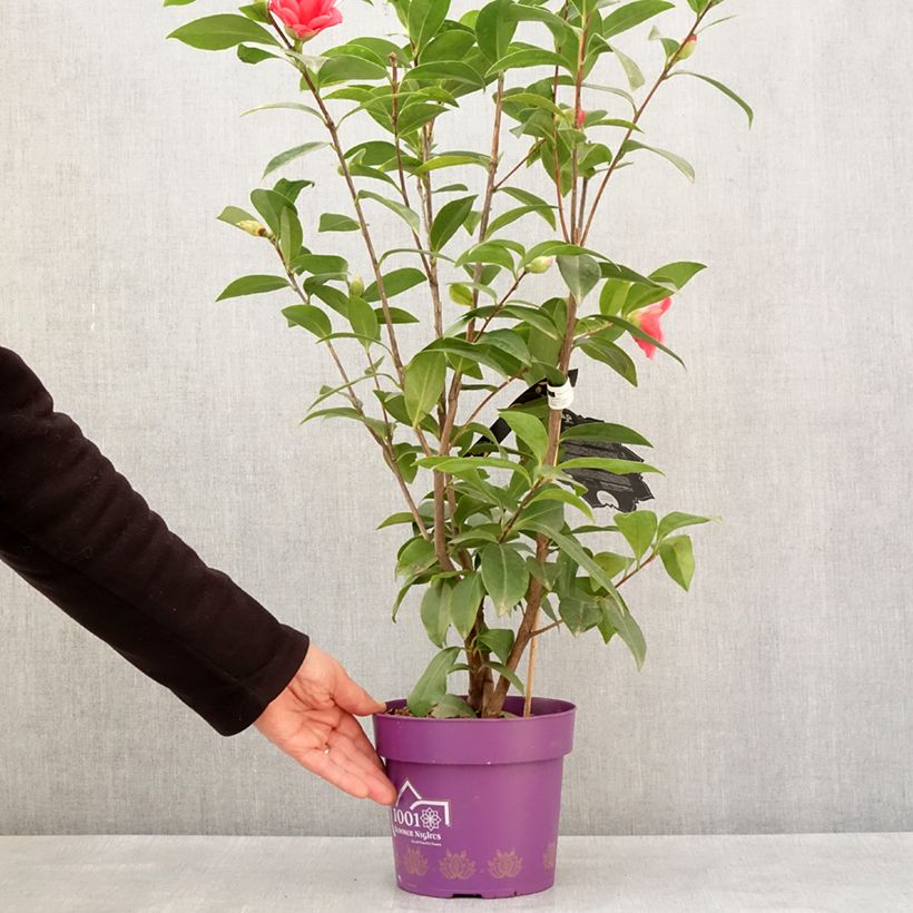 Camellia 1001 Summer Nights Jasmine - Camellia x changii 3L/4L pot sample as delivered in winter