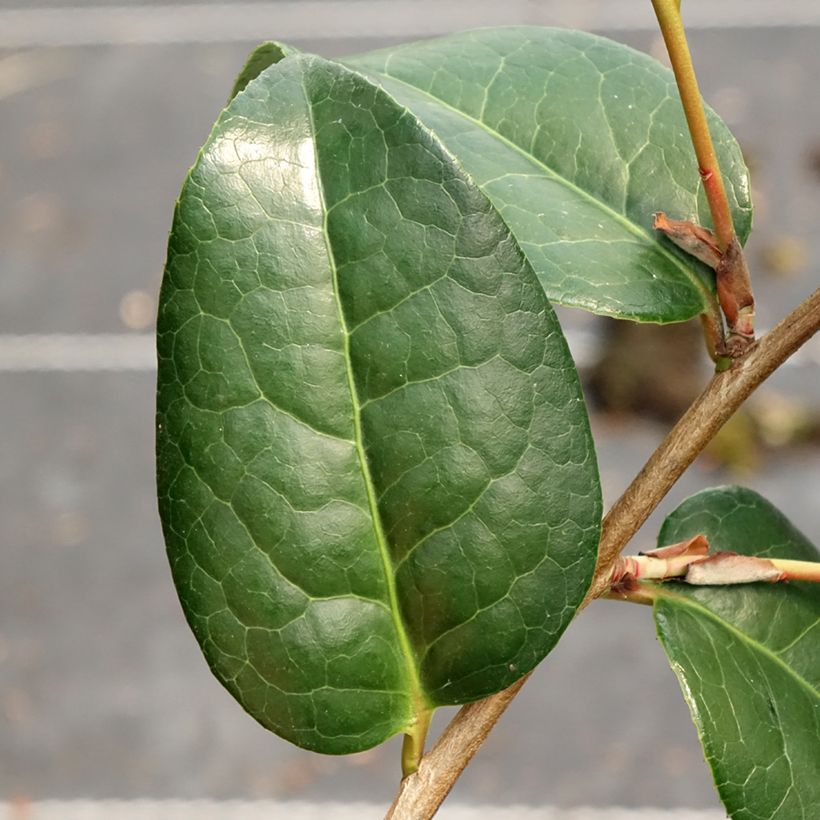 Camellia Anticipation (Foliage)