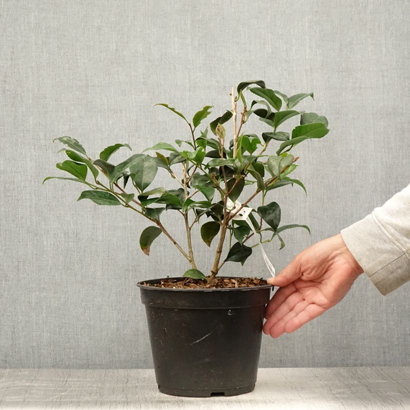 Camellia japonica Bobs Tinsie 4L/5L pot sample as delivered in summer