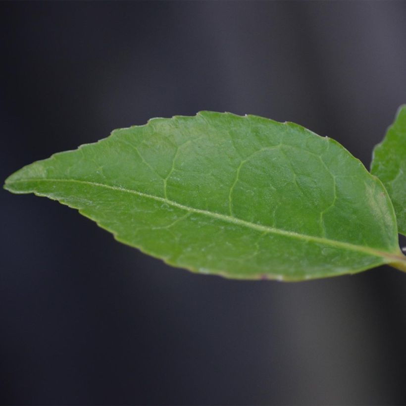 Camellia lutchuensis High Fragrance (Foliage)