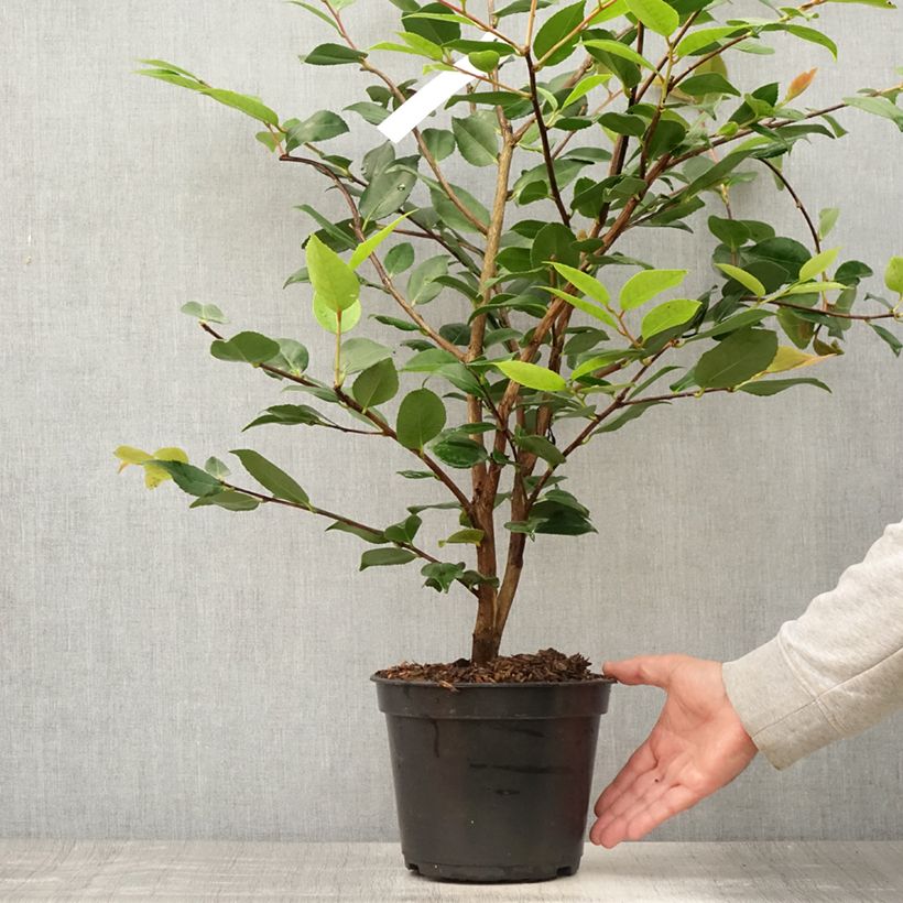 Camellia lutchuensis High Fragrance 3L/4L pot sample as delivered in summer