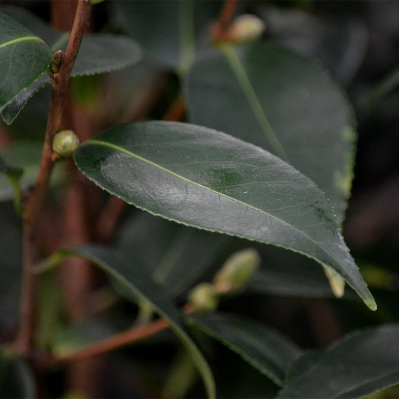 Camellia Spring Festival (Foliage)