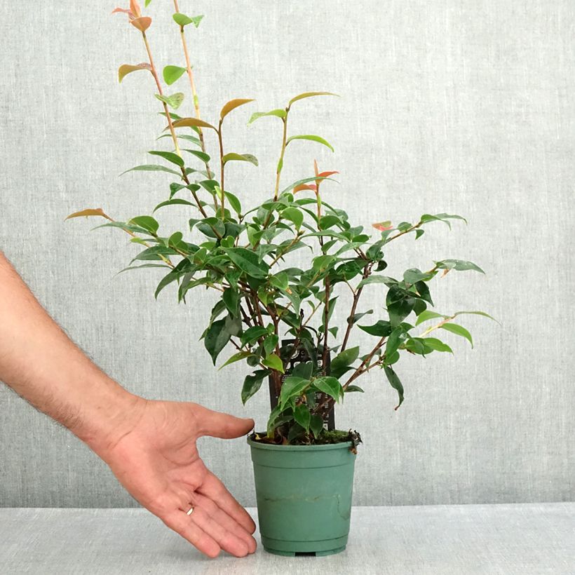Camellia Spring Festival 12cm pot sample as delivered in summer