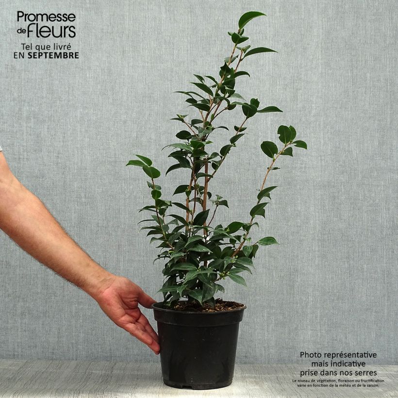 Camellia Spring Festival 3L/4L pot sample as delivered in autumn