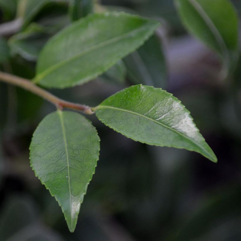 Camellia lutchuensis Sweet Emily Kate (Foliage)