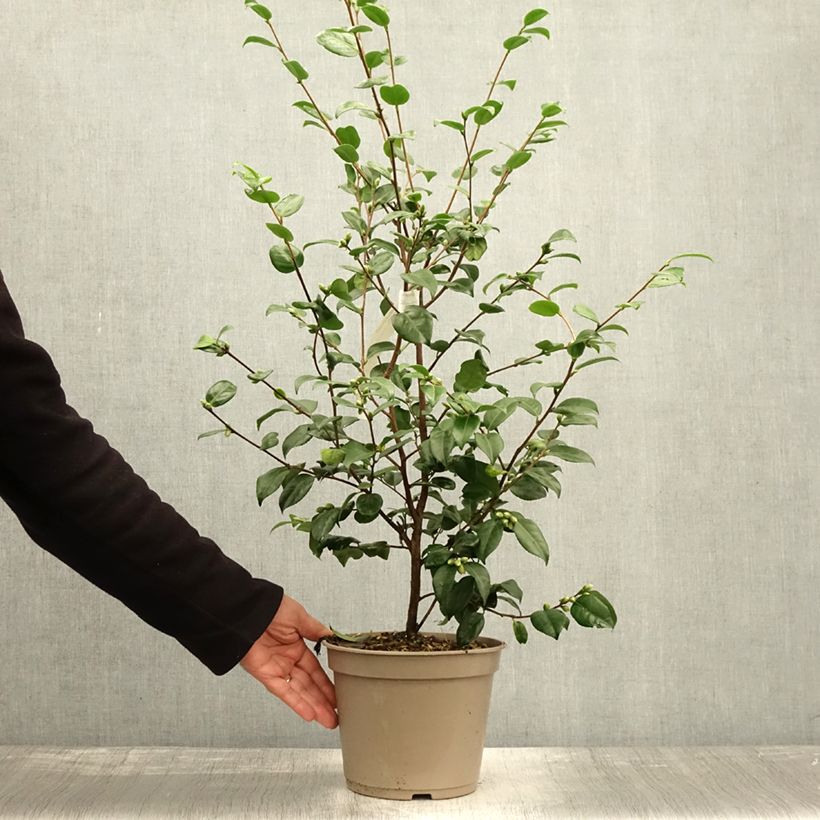 Camellia lutchuensis Koto No Kaori 4L/5L pot sample as delivered in autumn