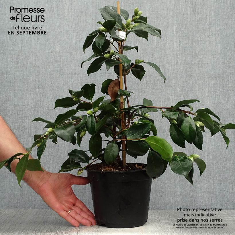 Camellia japonica Chandleri Elegans 4L/5L pot sample as delivered in autumn