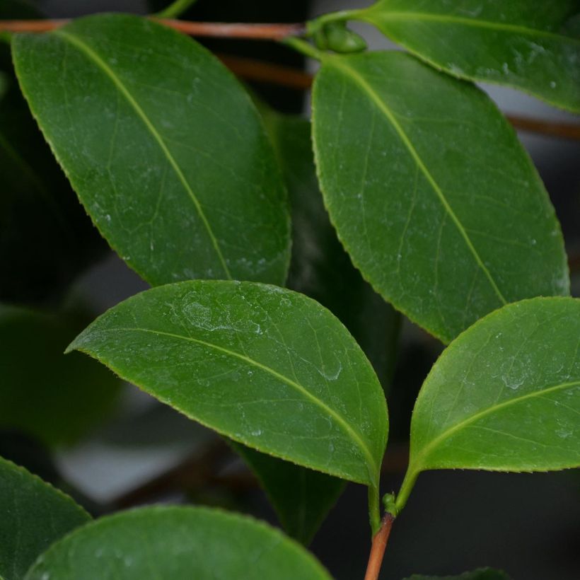 Camellia Bettys Beauty (Foliage)