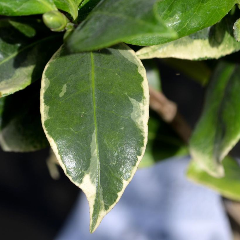 Camellia japonica Kerguelen (Foliage)