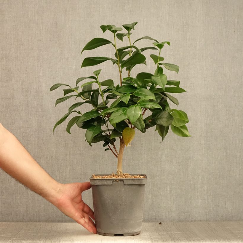Camellia japonica Nuccios Jewel 3L/4L pot sample as delivered in summer