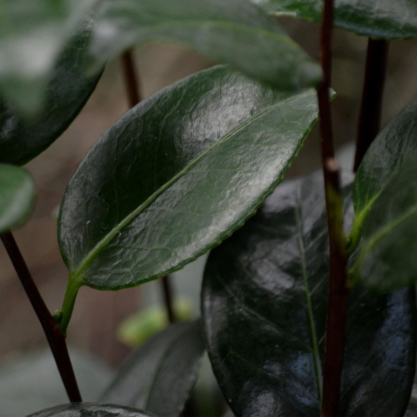 Camellia Nuccios Pearl (Foliage)