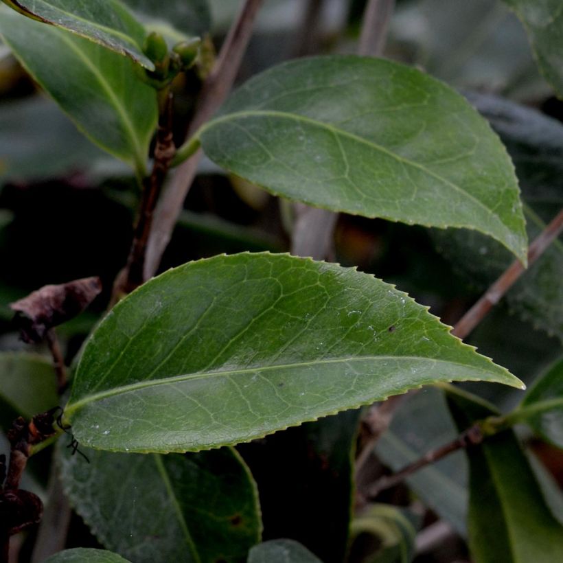 Camellia Royal Velvet (Foliage)