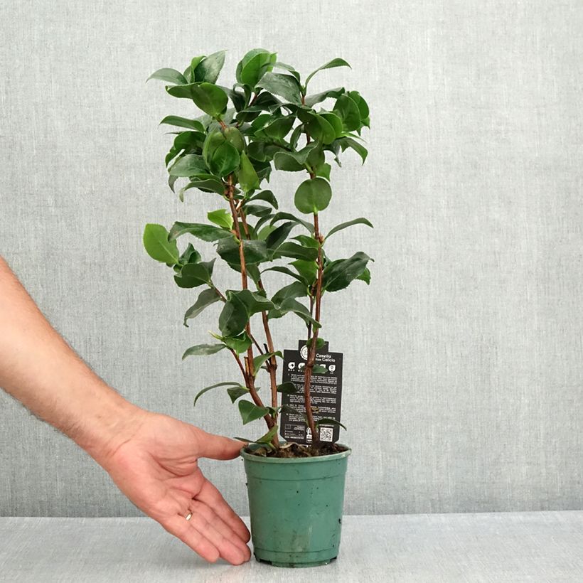 Camellia japonica Comte de Gomer 12cm pot sample as delivered in summer