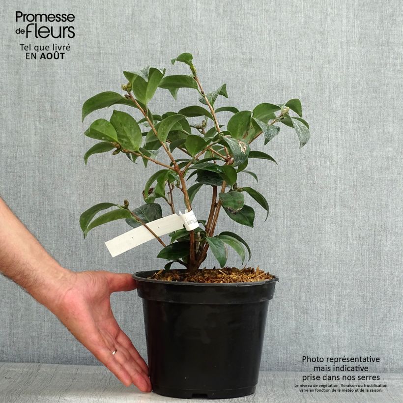 Camellia japonica Coquetti 4L/5L pot sample as delivered in summer