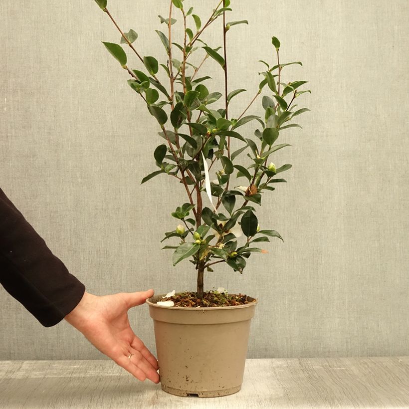Camellia sasanqua Narumi Gaita 4L/5L pot sample as delivered in autumn
