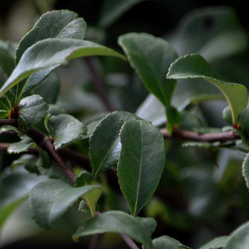 Chaenomeles superba Pink Lady - Flowering Quince (Foliage)