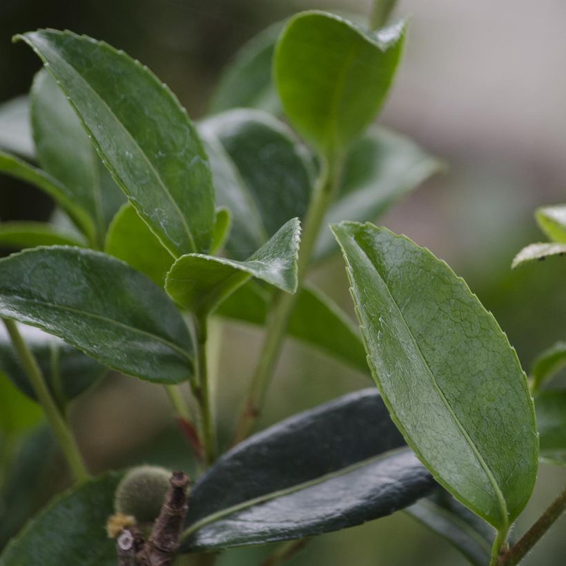 Camellia sasanqua Survivor (Foliage)