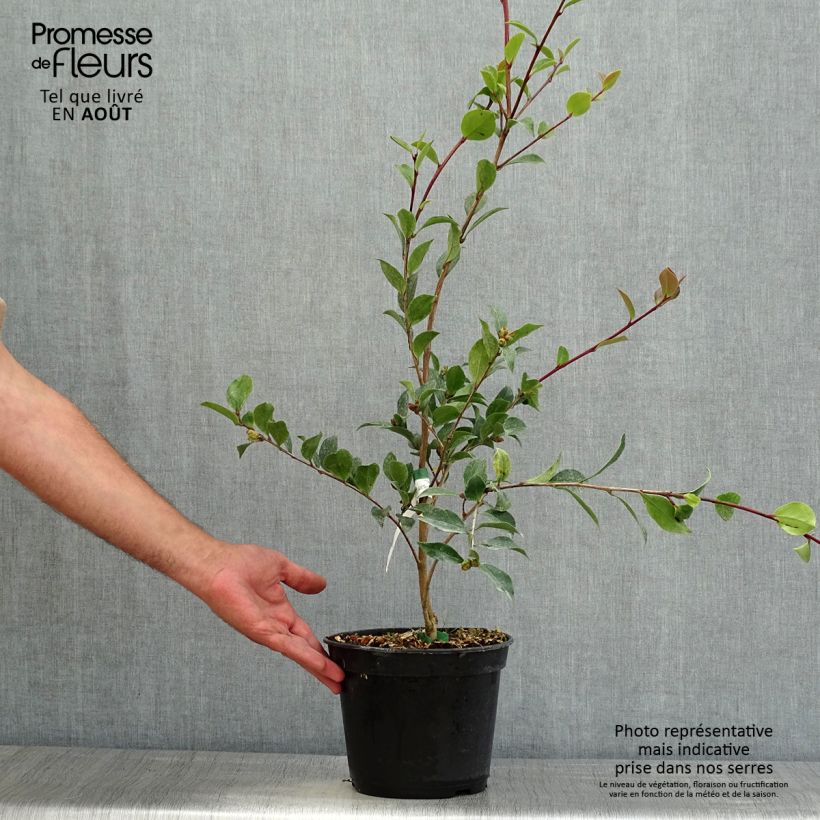 Camellia sasanqua Choji Guruma 4L/5L pot sample as delivered in summer